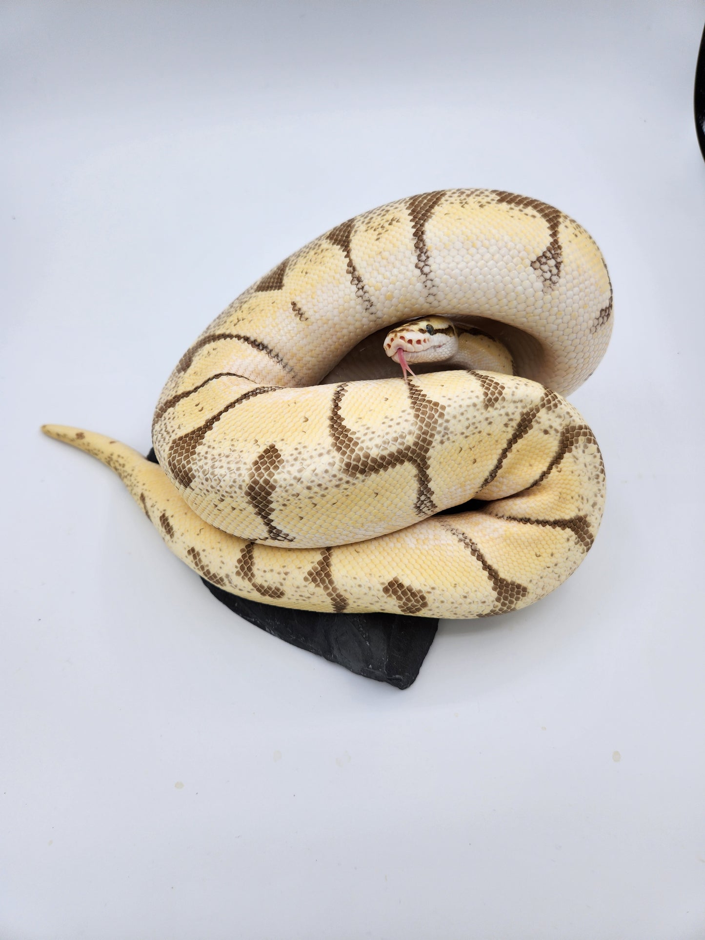 Snake - Ball Python - "Limona" Bumblebee Enchi Vanilla Pos Lesser Pos Volta - Female