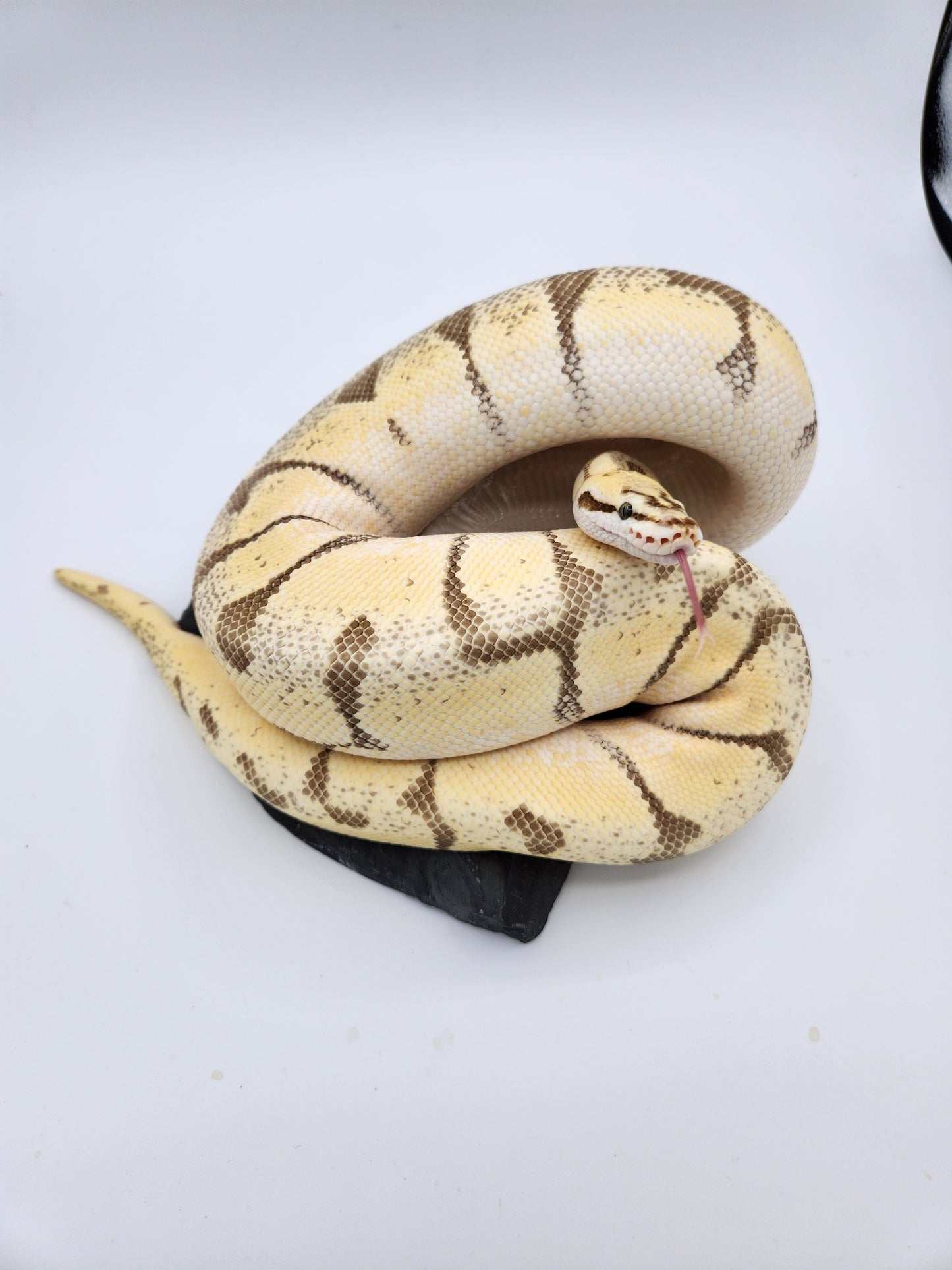 Snake - Ball Python - "Limona" Bumblebee Enchi Vanilla Pos Lesser Pos Volta - Female
