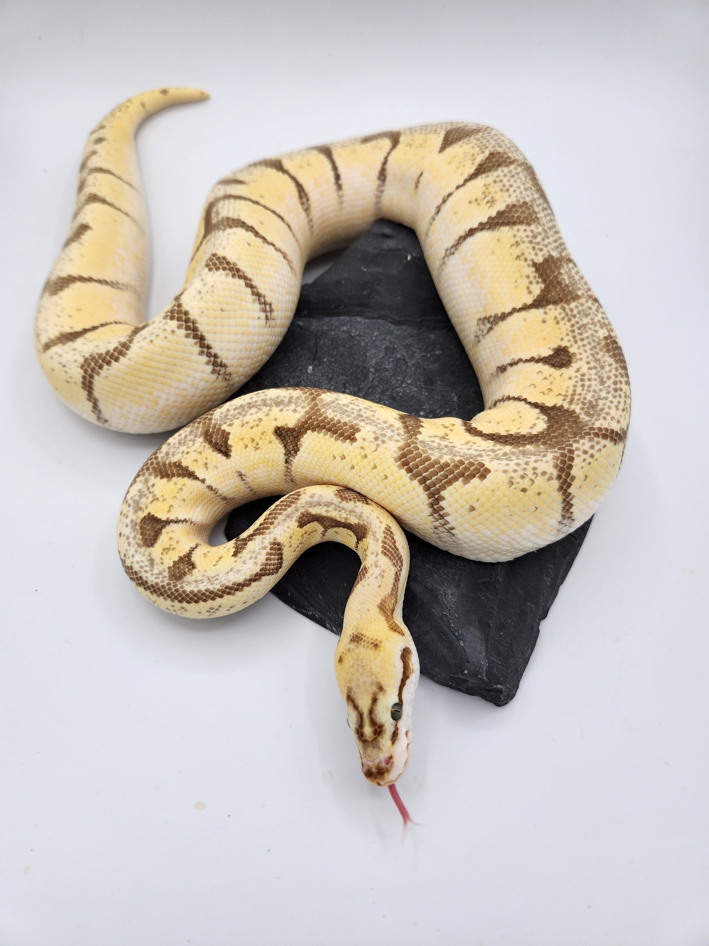 Snake - Ball Python - "Limona" Bumblebee Enchi Vanilla Pos Lesser Pos Volta - Female