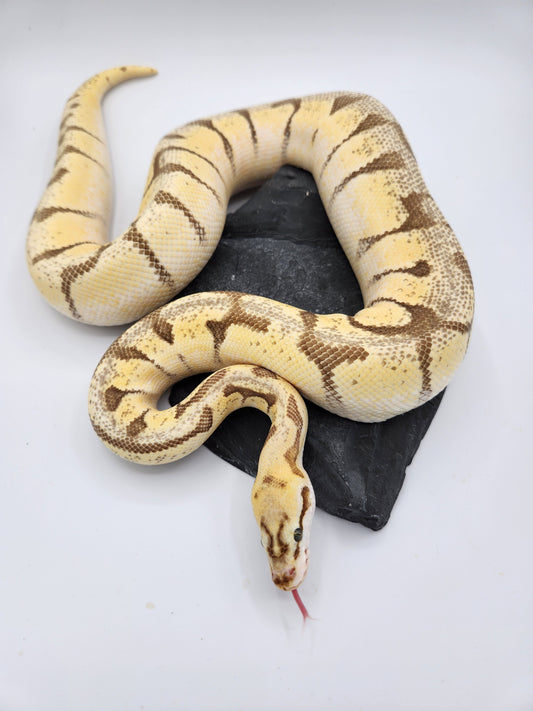 Snake - Ball Python - "Limona" Bumblebee Enchi Vanilla Pos Lesser Pos Volta - Female