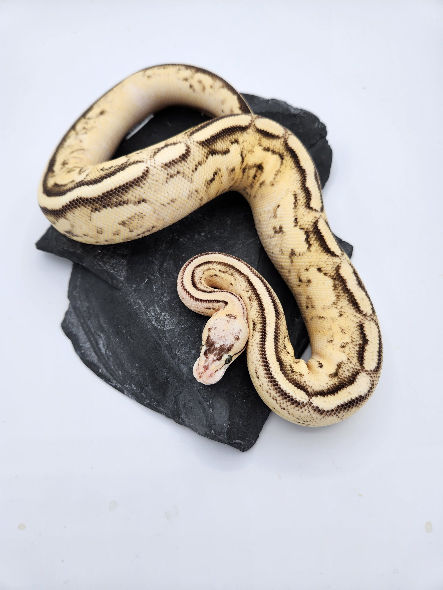 Snake - Ball Python - Spotnose Superstripe - Female
