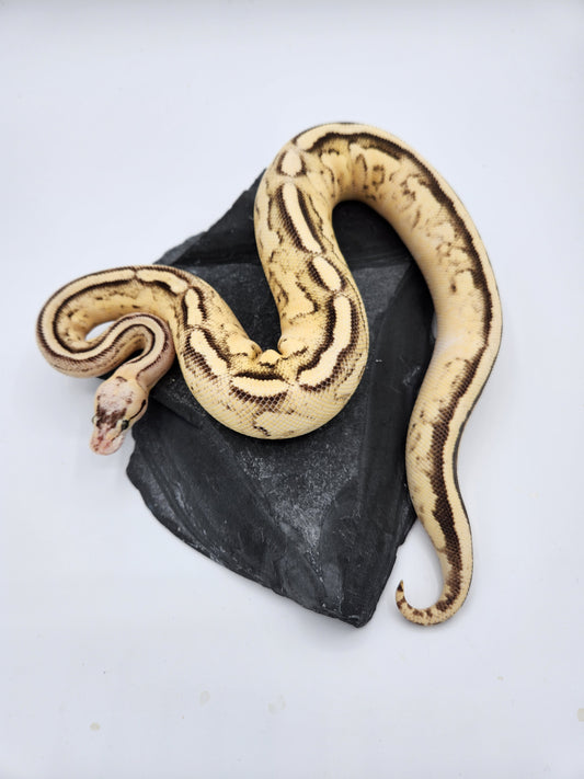 Snake - Ball Python - Spotnose Superstripe - Female