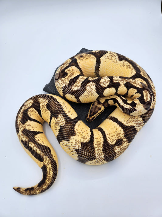 Snake - Ball Python - Pastel Super Enchi "Lemontree" - Female
