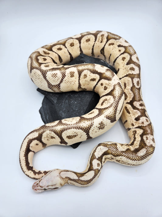 Snake - Ball Python - "Vanilla Bean" - Pastel Super Vanilla - Proven Breeder - Male