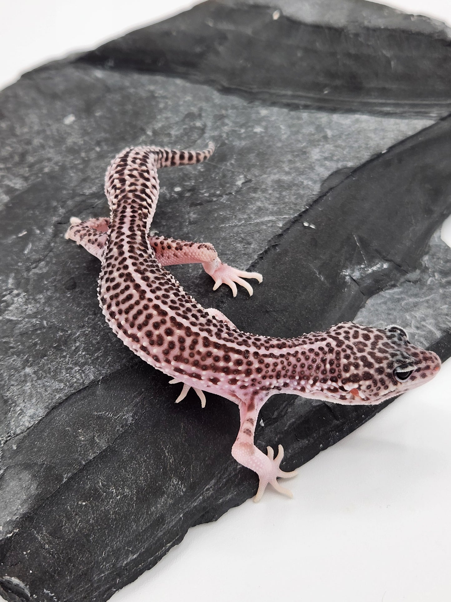 Leopard Gecko - Super Snow #1