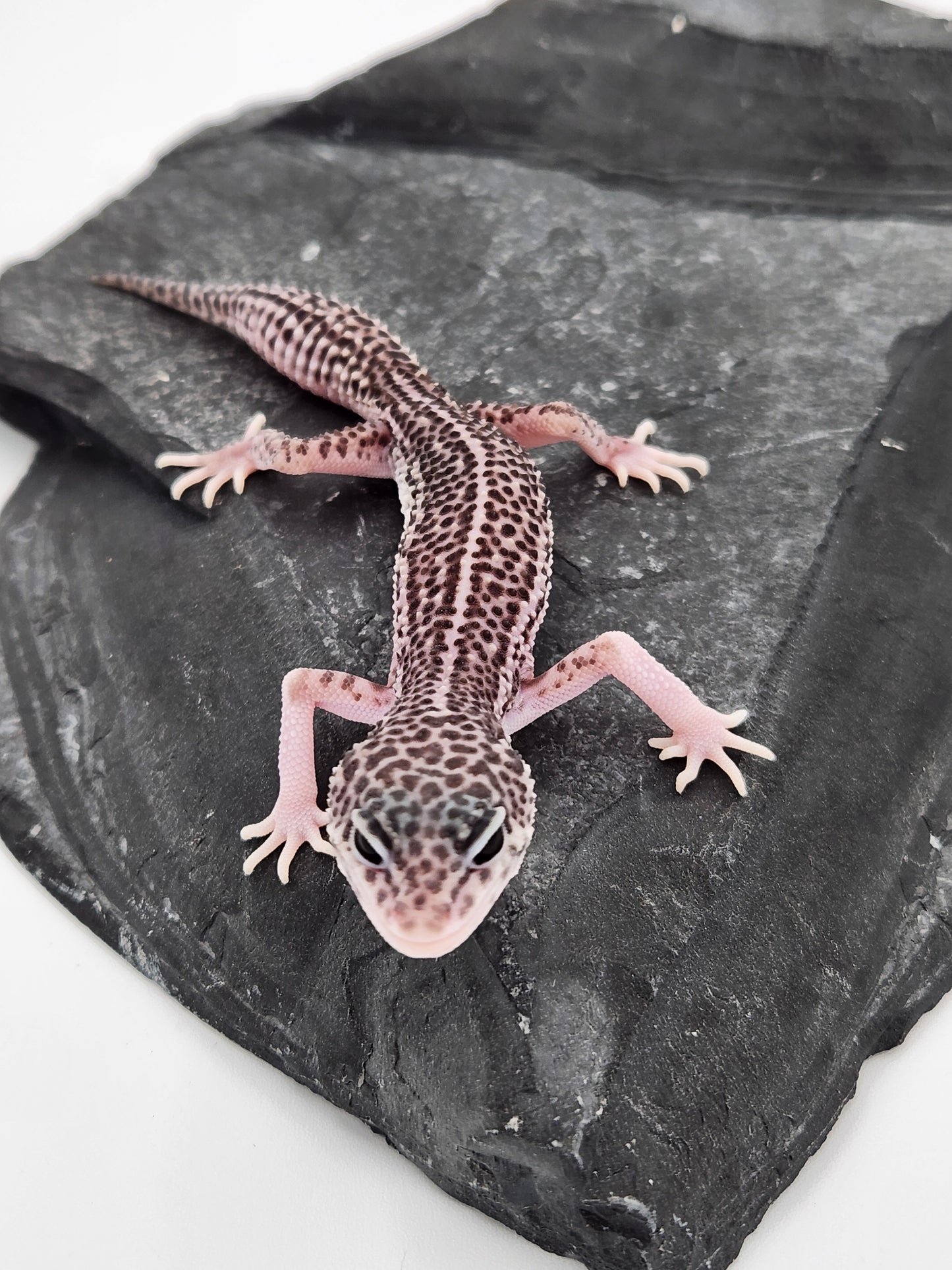Leopard Gecko - Super Snow #1