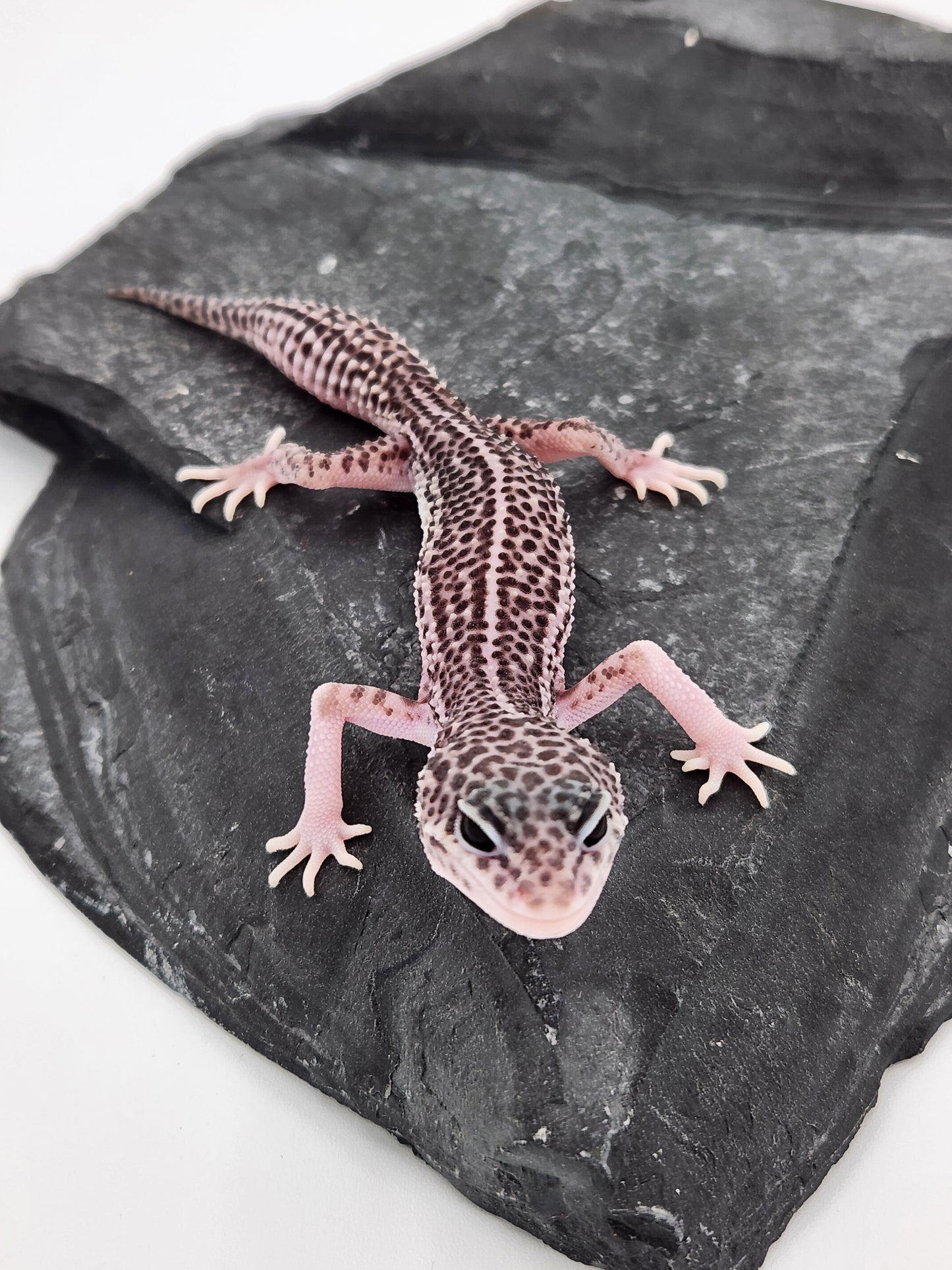 Leopard Gecko - Super Snow #1