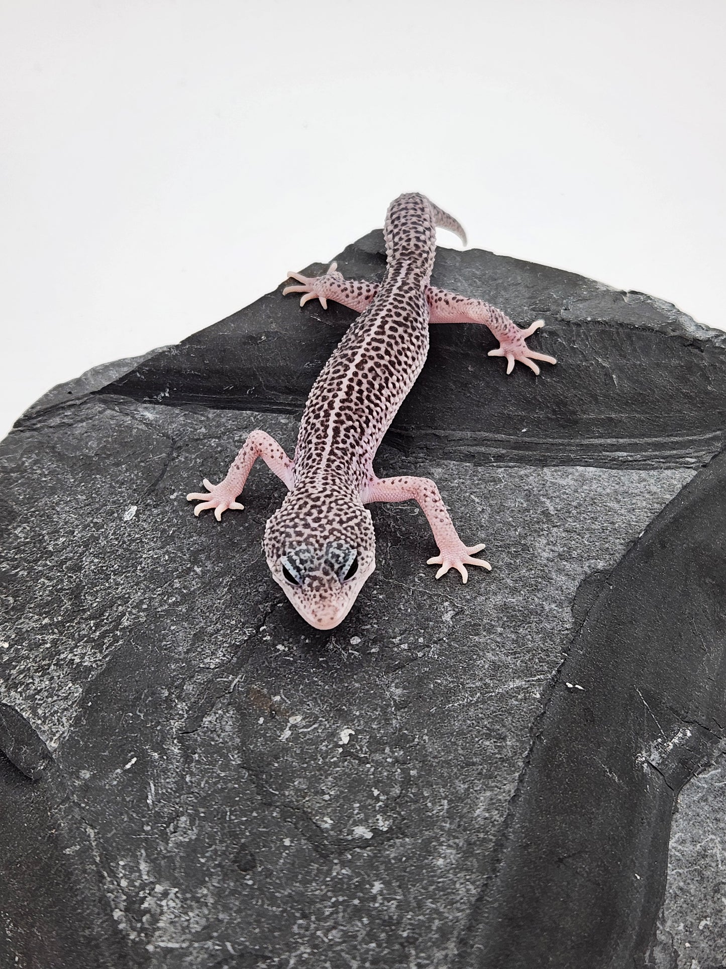 Leopard Gecko - SOLD - Super Snow #2 - Male "Burnt Mustard"