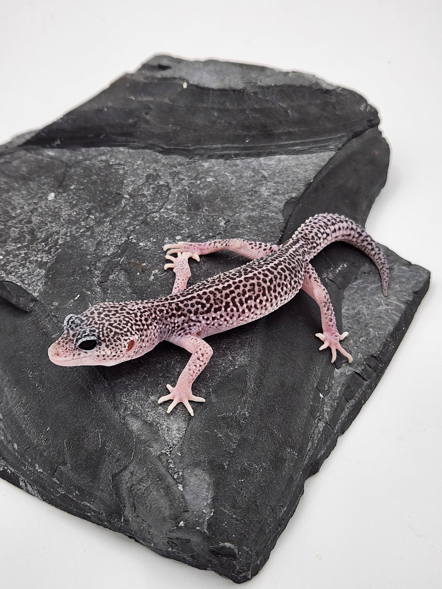 Leopard Gecko - SOLD - Super Snow #2 - Male "Burnt Mustard"