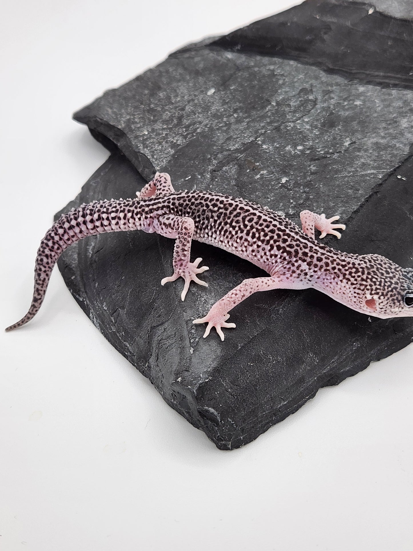 Leopard Gecko - SOLD - Super Snow #2 - Male "Burnt Mustard"