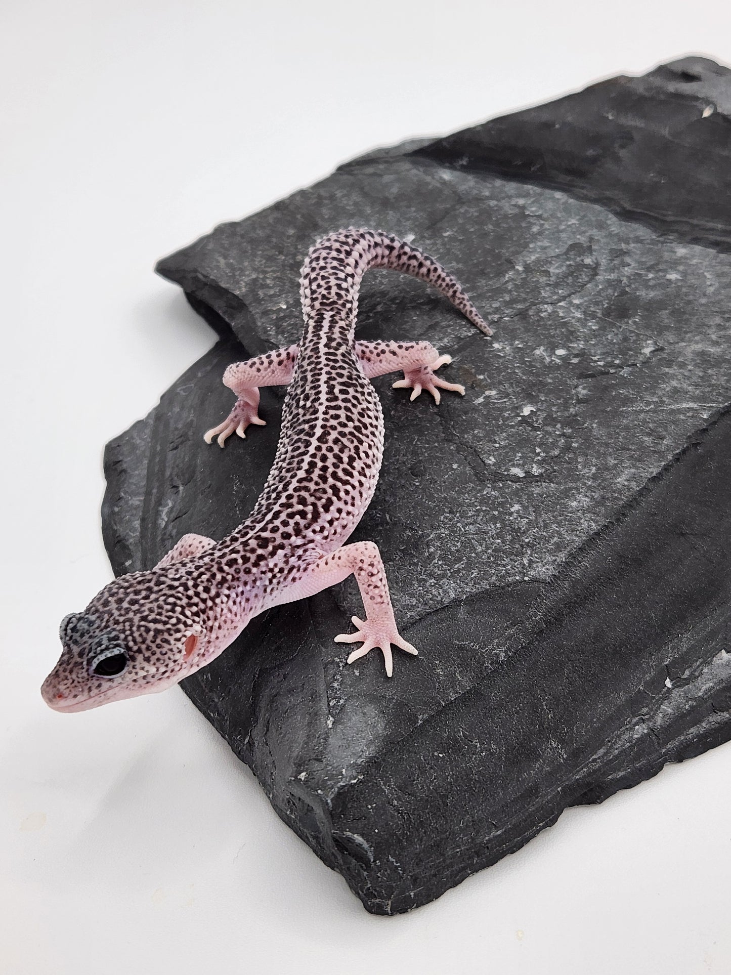 Leopard Gecko - SOLD - Super Snow #2 - Male "Burnt Mustard"