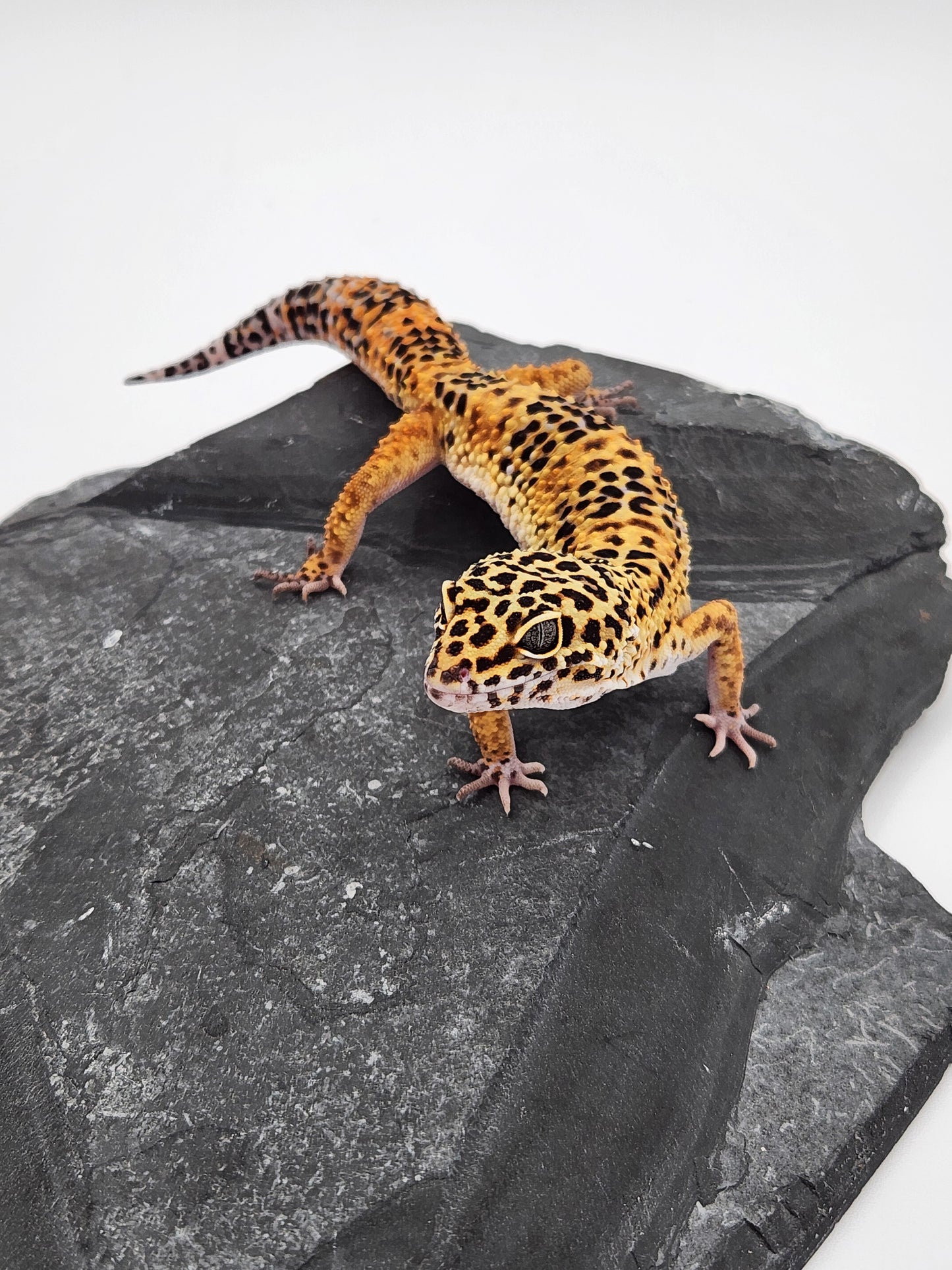 Leopard Gecko - SOLD - Normal High Orange - Male
