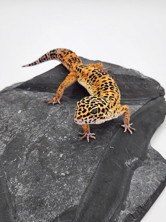 Leopard Gecko - Normal High Orange - Male