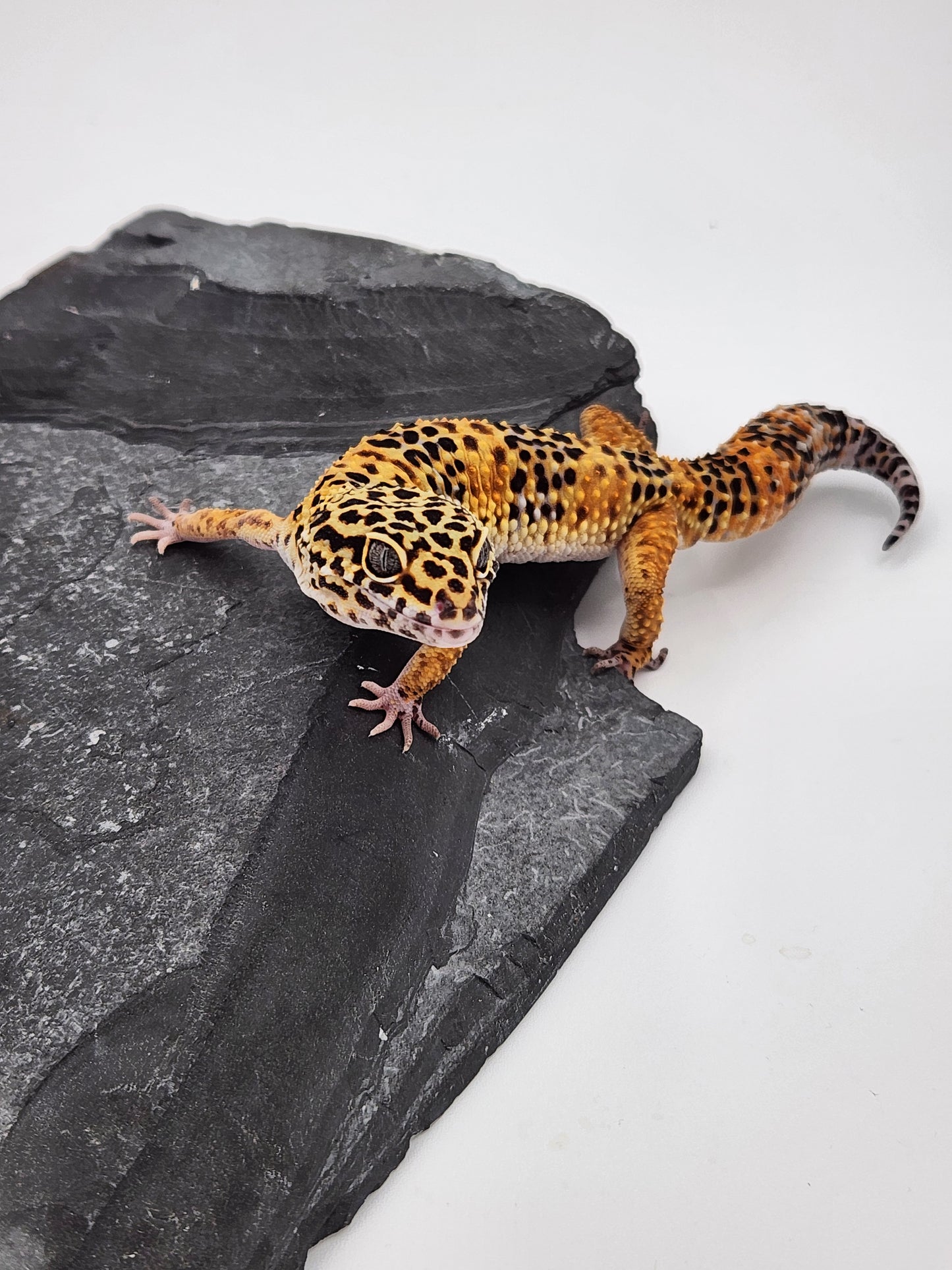 Leopard Gecko - SOLD - Normal High Orange - Male