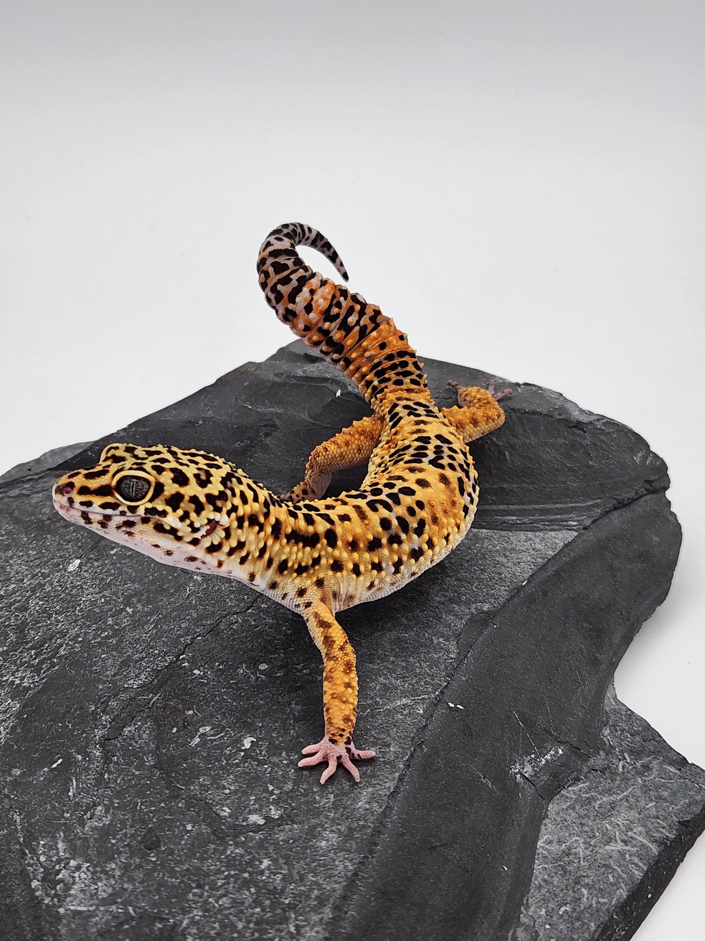 Leopard Gecko - SOLD - Normal High Orange - Male