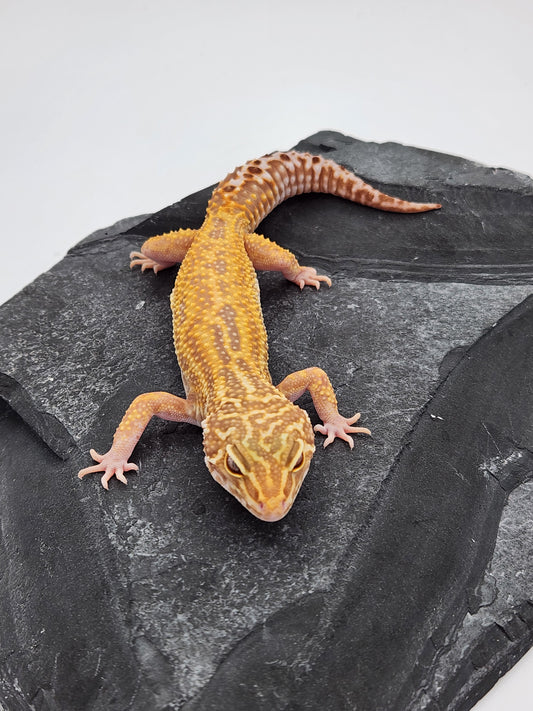 Leopard Gecko - Raptor - Female