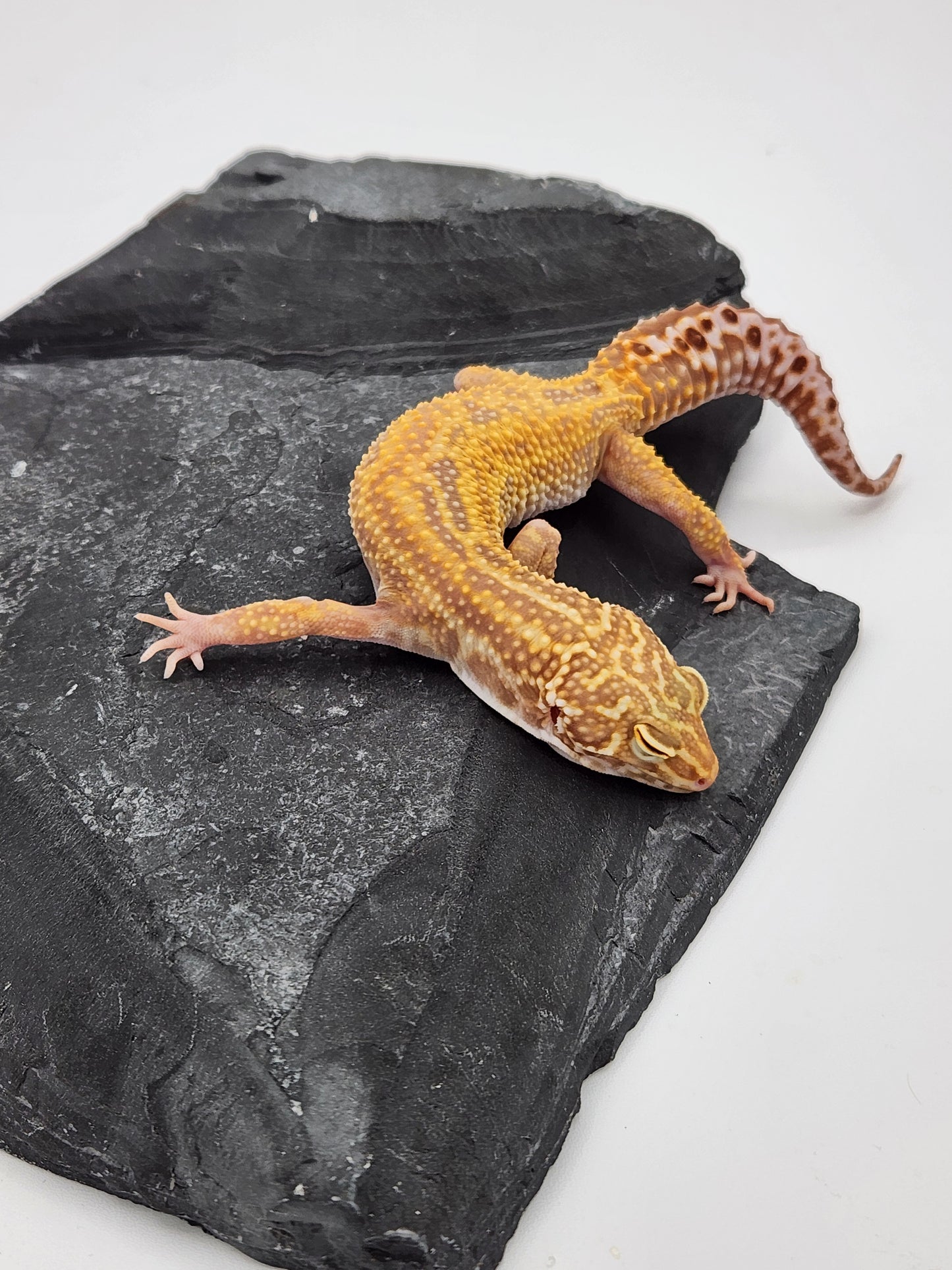 Leopard Gecko - SOLD - Raptor - Female