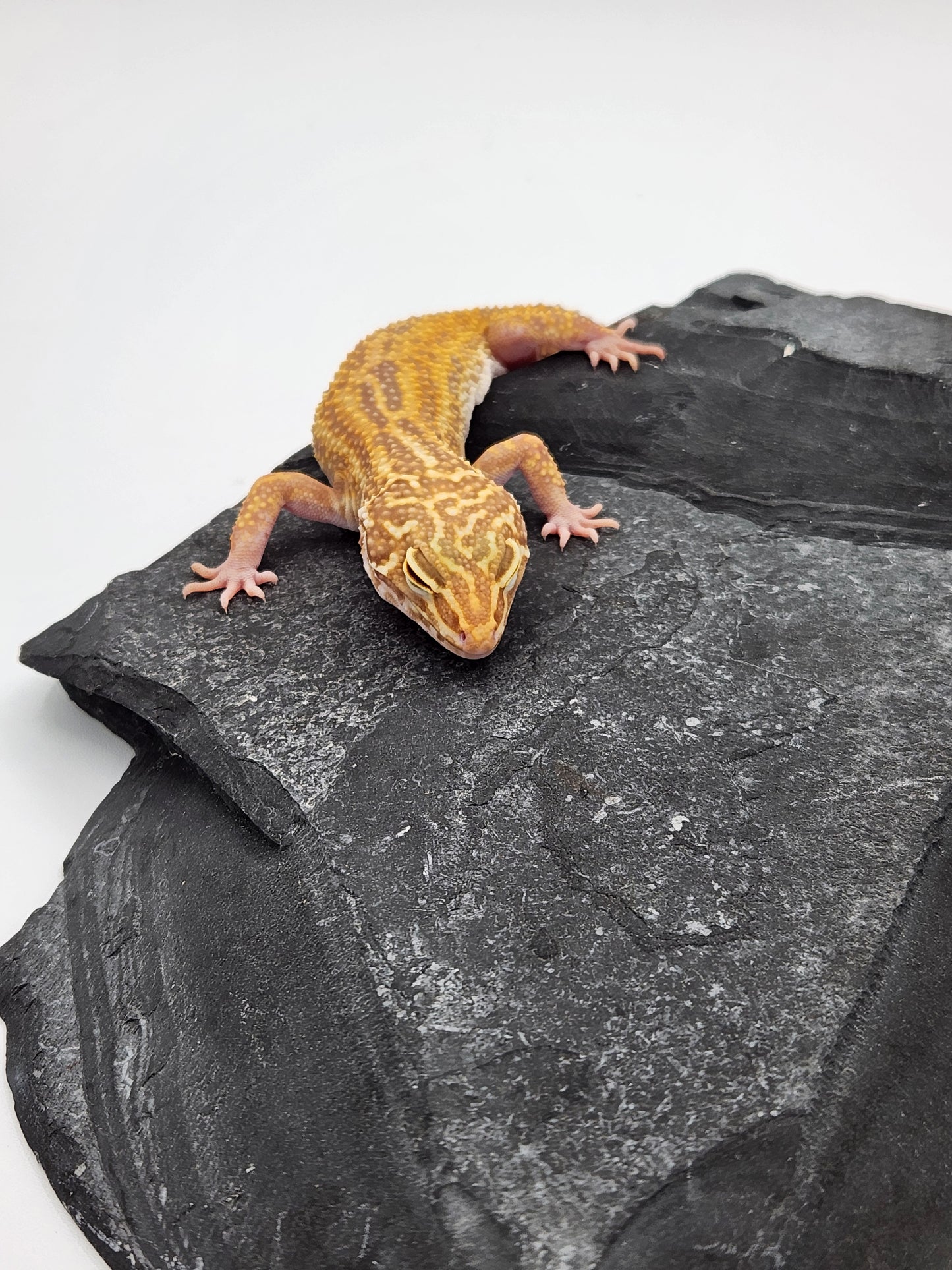 Leopard Gecko - SOLD - Raptor - Female