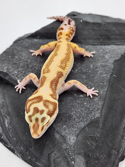 Leopard Gecko - Aptor $90