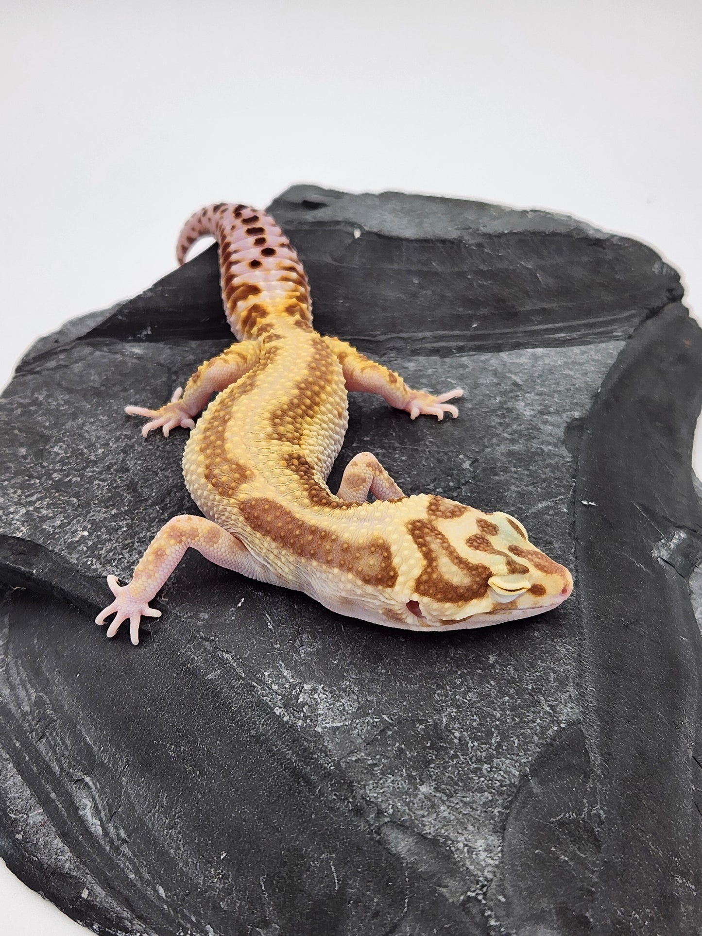 Leopard Gecko - SOLD - Aptor - Female