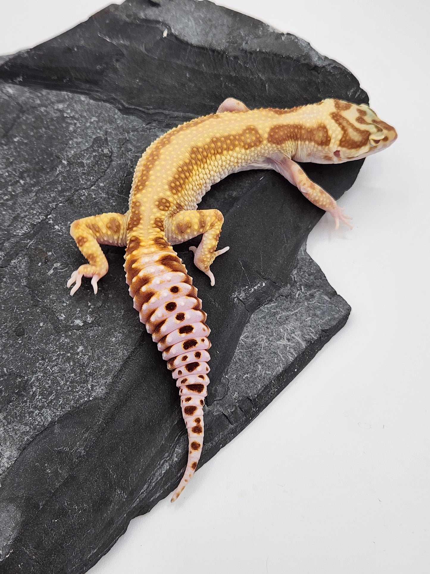 Leopard Gecko - SOLD - Aptor - Female