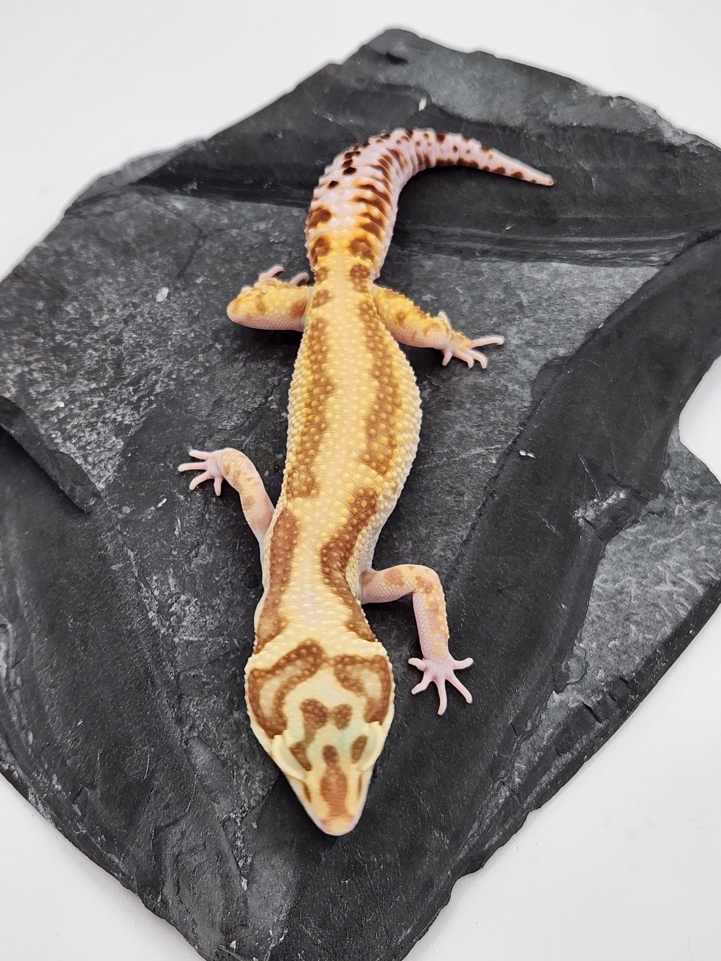 Leopard Gecko - SOLD - Aptor - Female