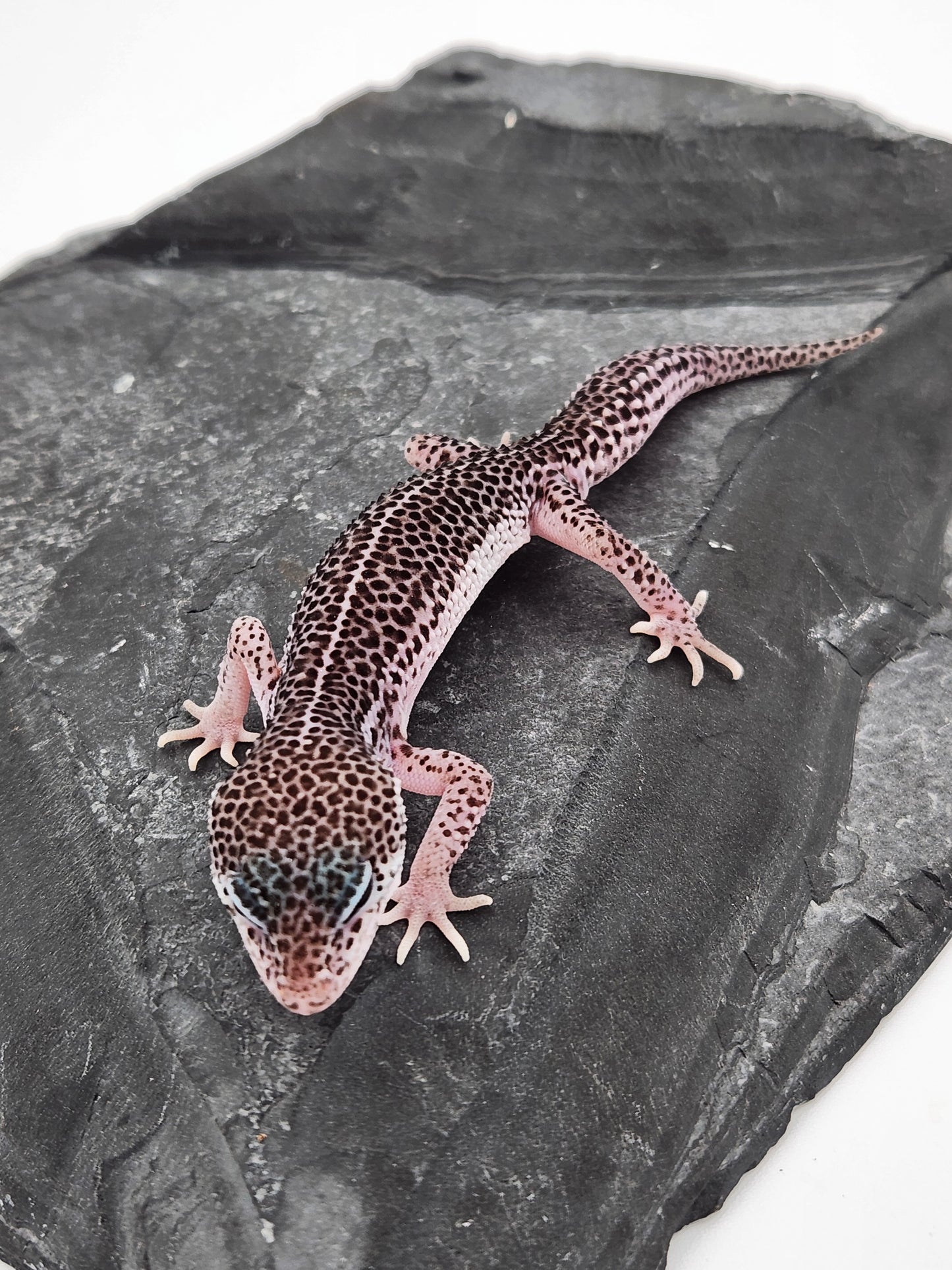 Leopard Gecko - Super Snow #3