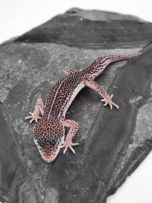 Leopard Gecko - Super Snow #3