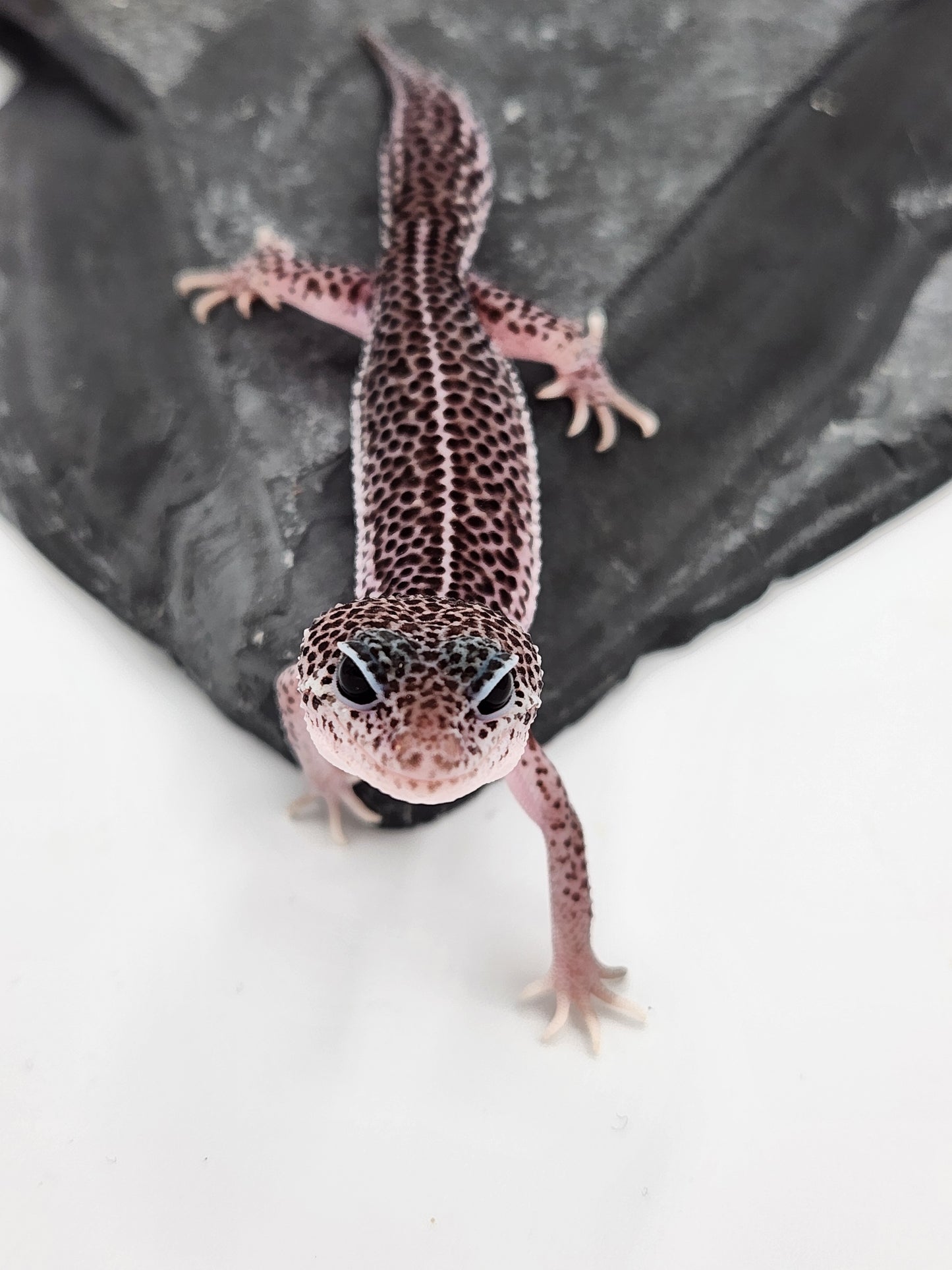 Leopard Gecko - Super Snow #3