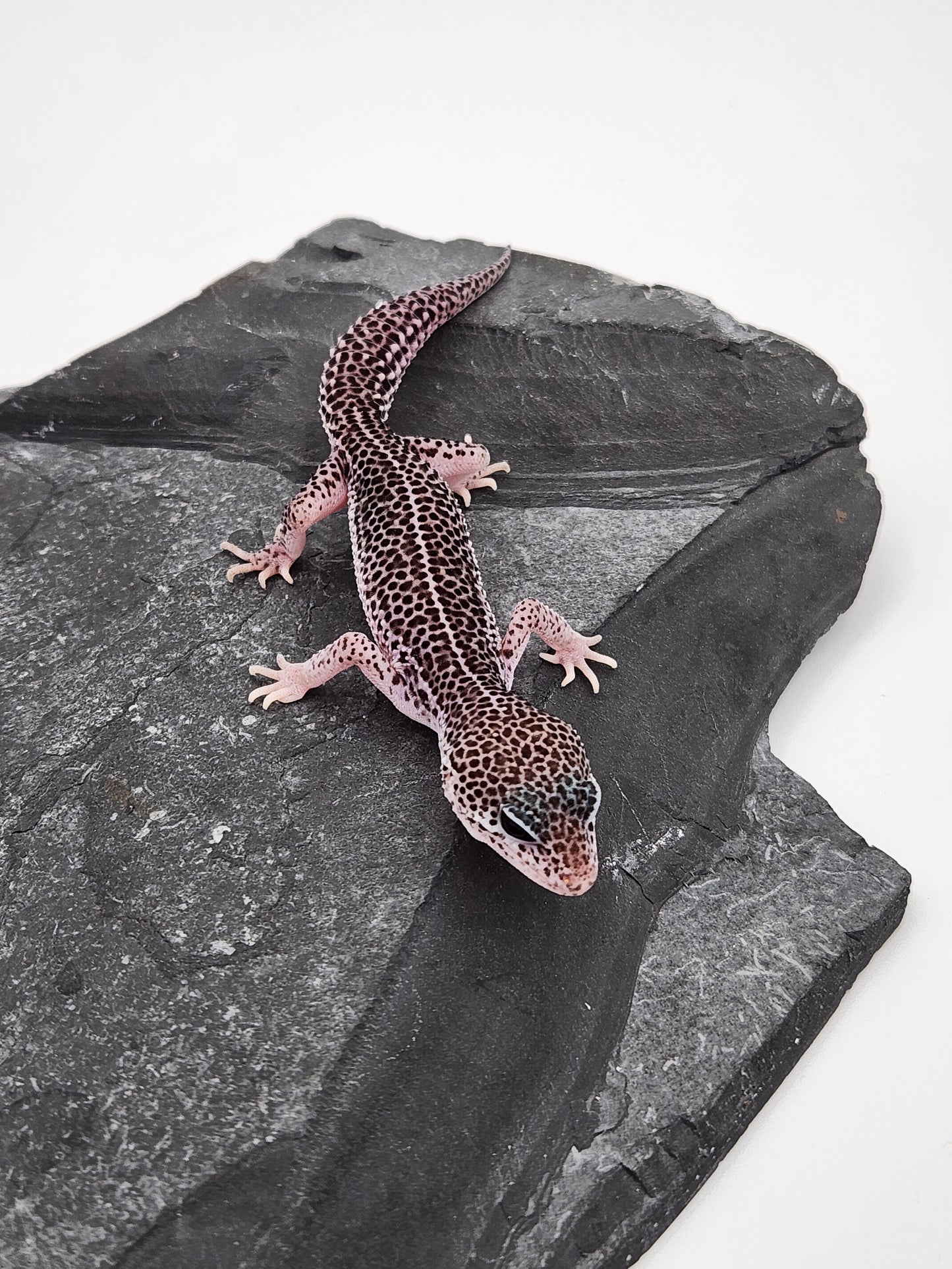 Leopard Gecko - Super Snow #3