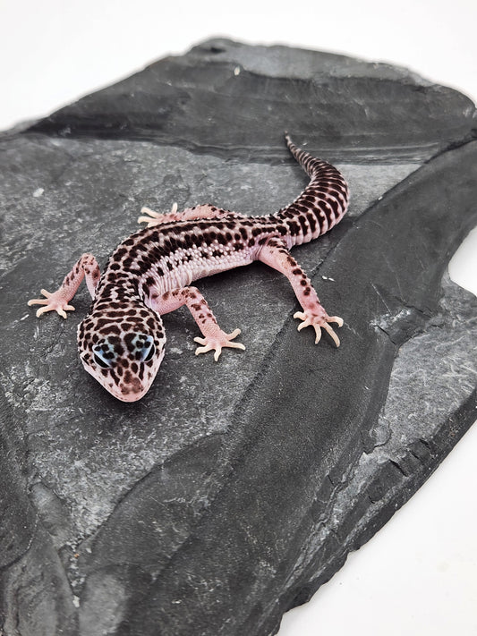 Leopard Gecko - Super Snow #4