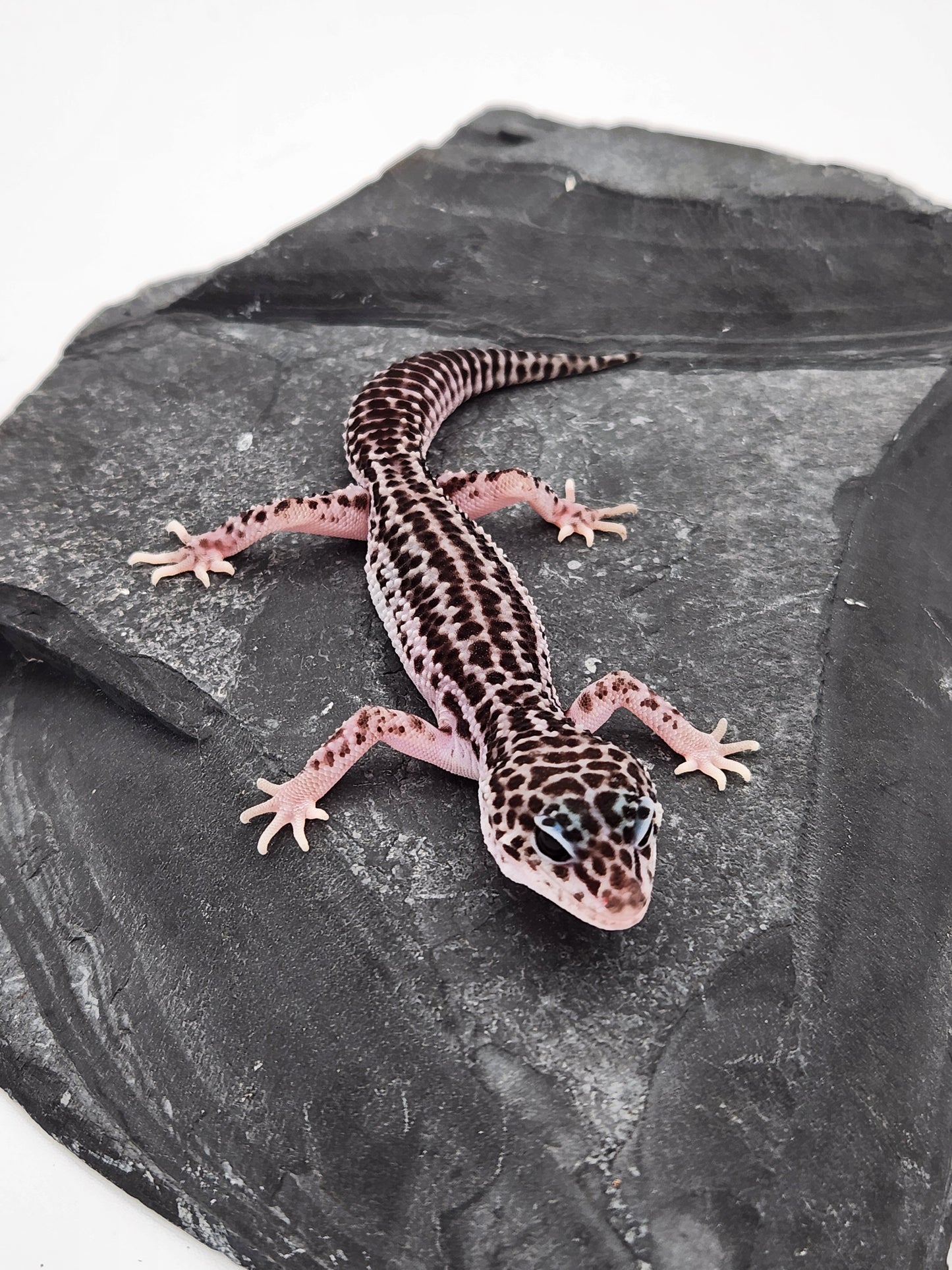 Leopard Gecko - SOLD - Super Snow #4 - Male