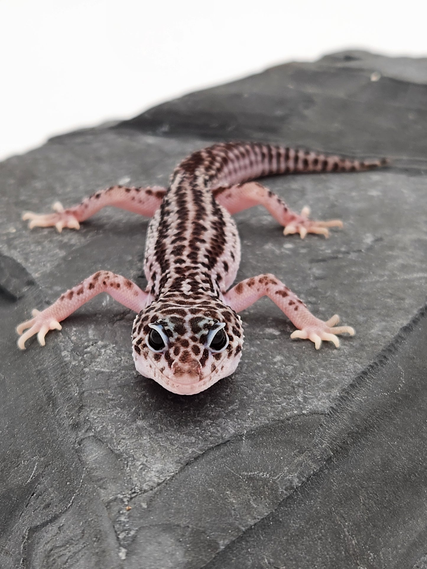 Leopard Gecko - SOLD - Super Snow #4 - Male