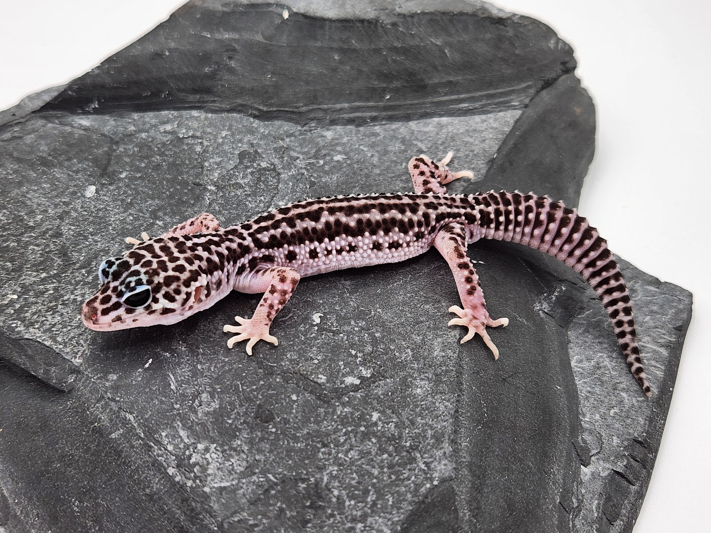Leopard Gecko - SOLD - Super Snow #4 - Male