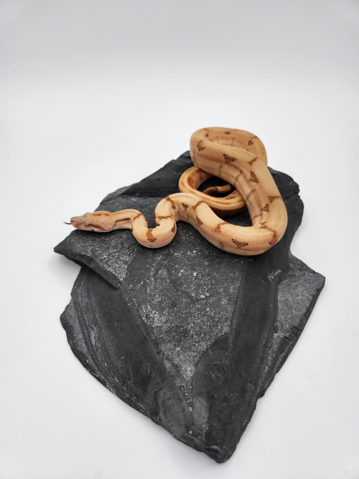 Snake - Red Tail Boa - SOLD - Sunset - Male