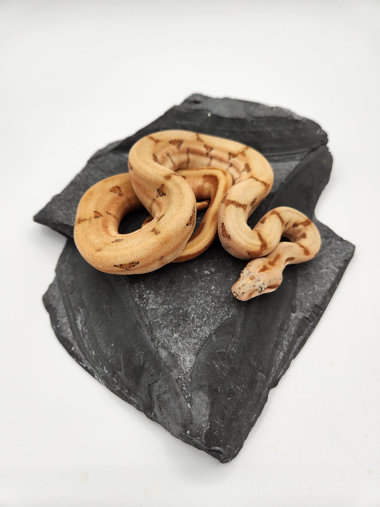 Snake - Red Tail Boa - SOLD - Sunset - Male