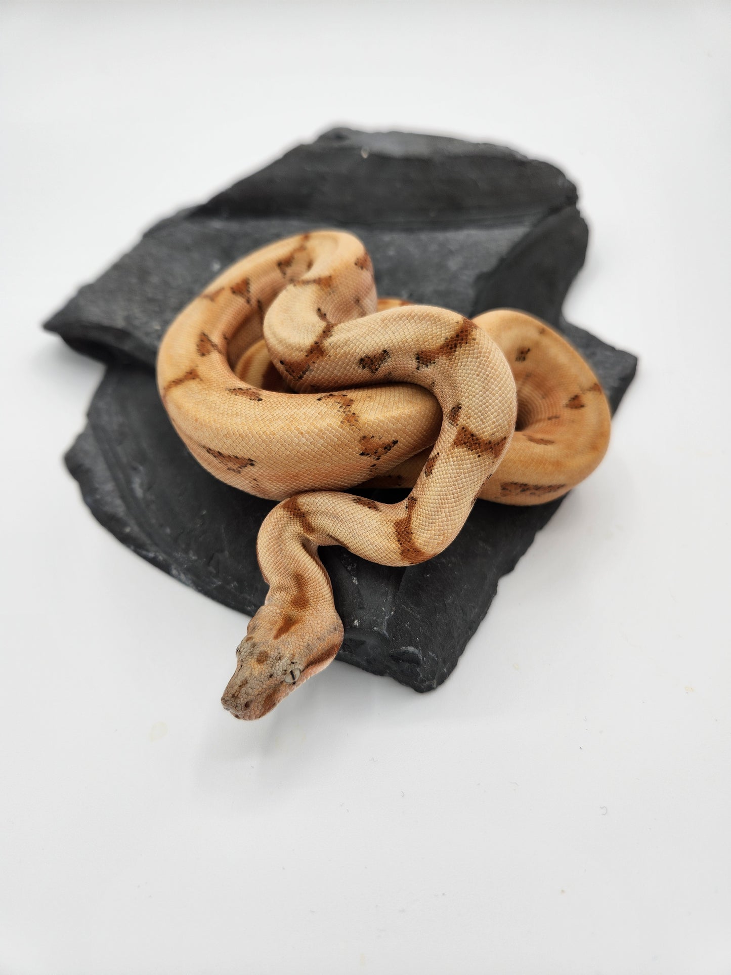 Snake - Red Tail Boa - SOLD - Sunset - Male