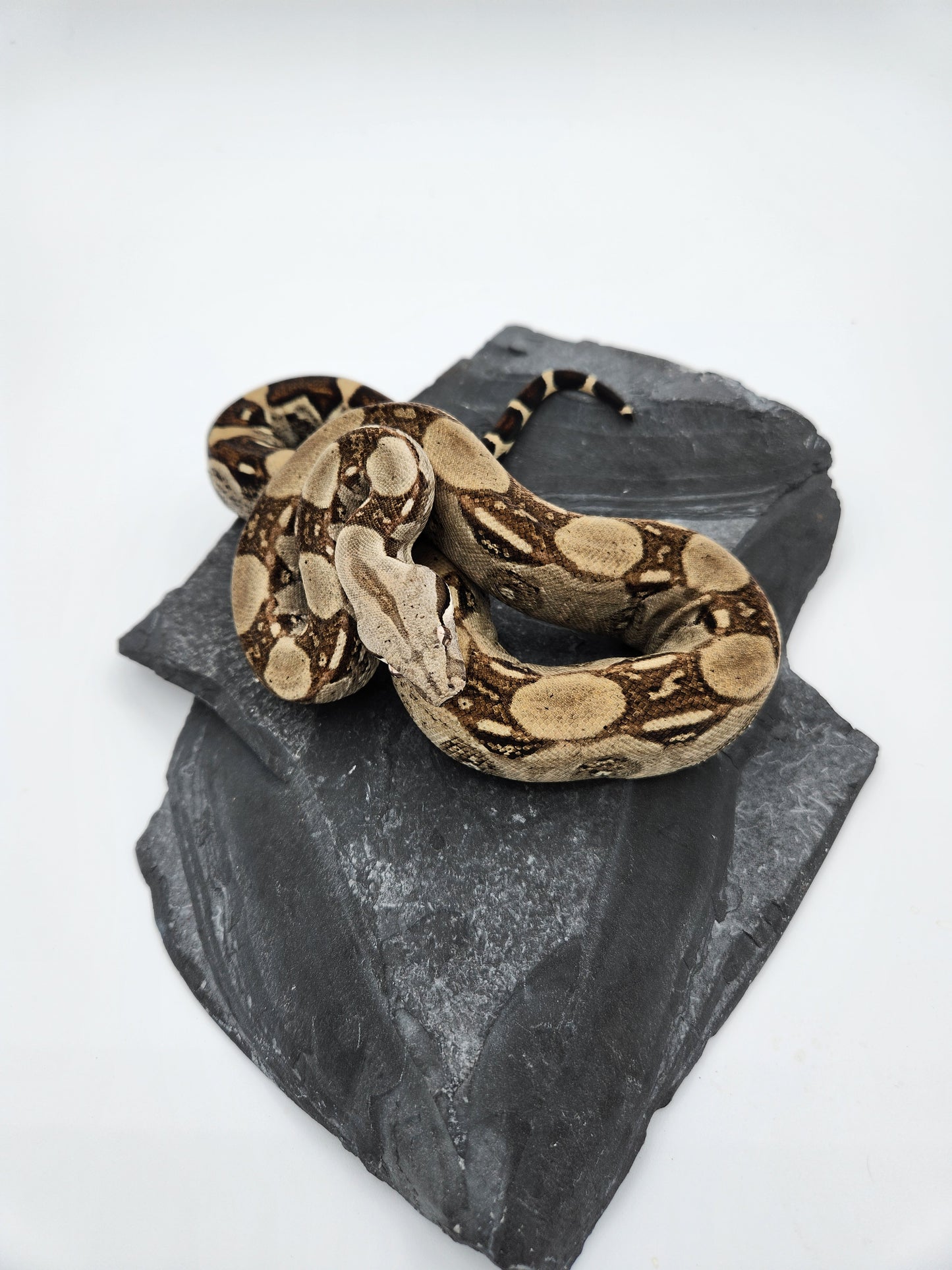 Snake - Red Tail Boa #1 - Male