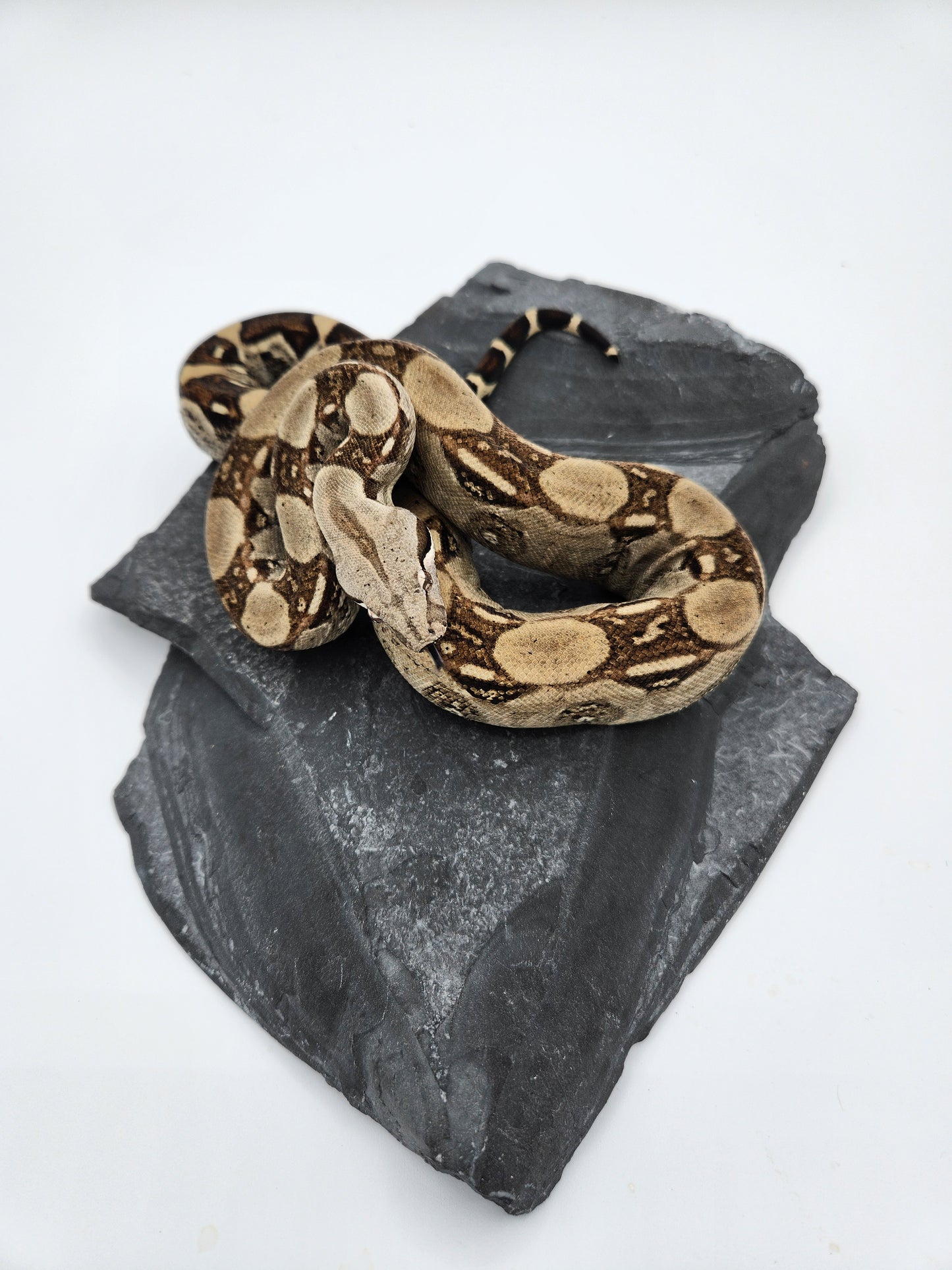 Snake - Red Tail Boa #1 - Male