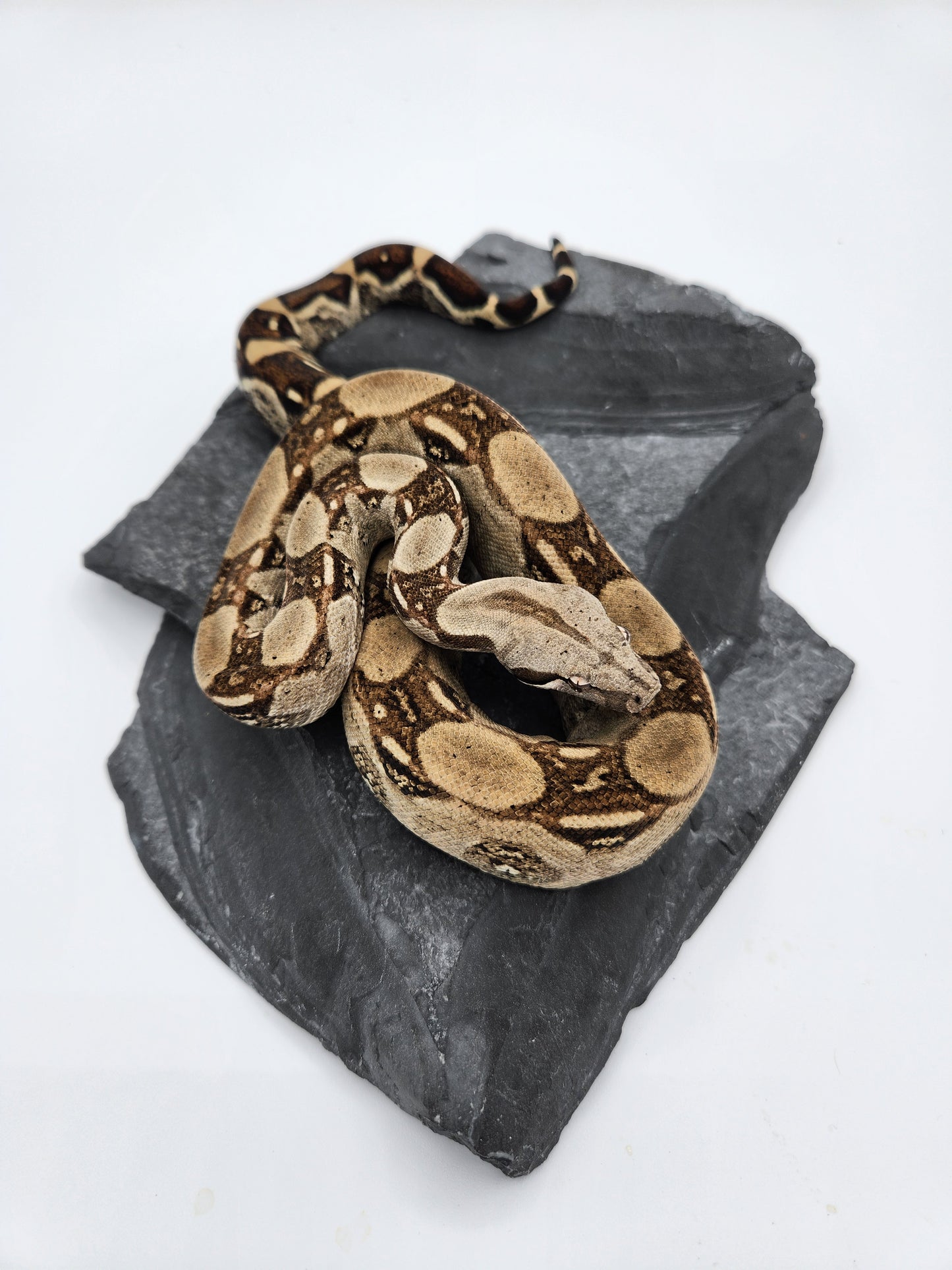 Snake - Red Tail Boa #1 - Male