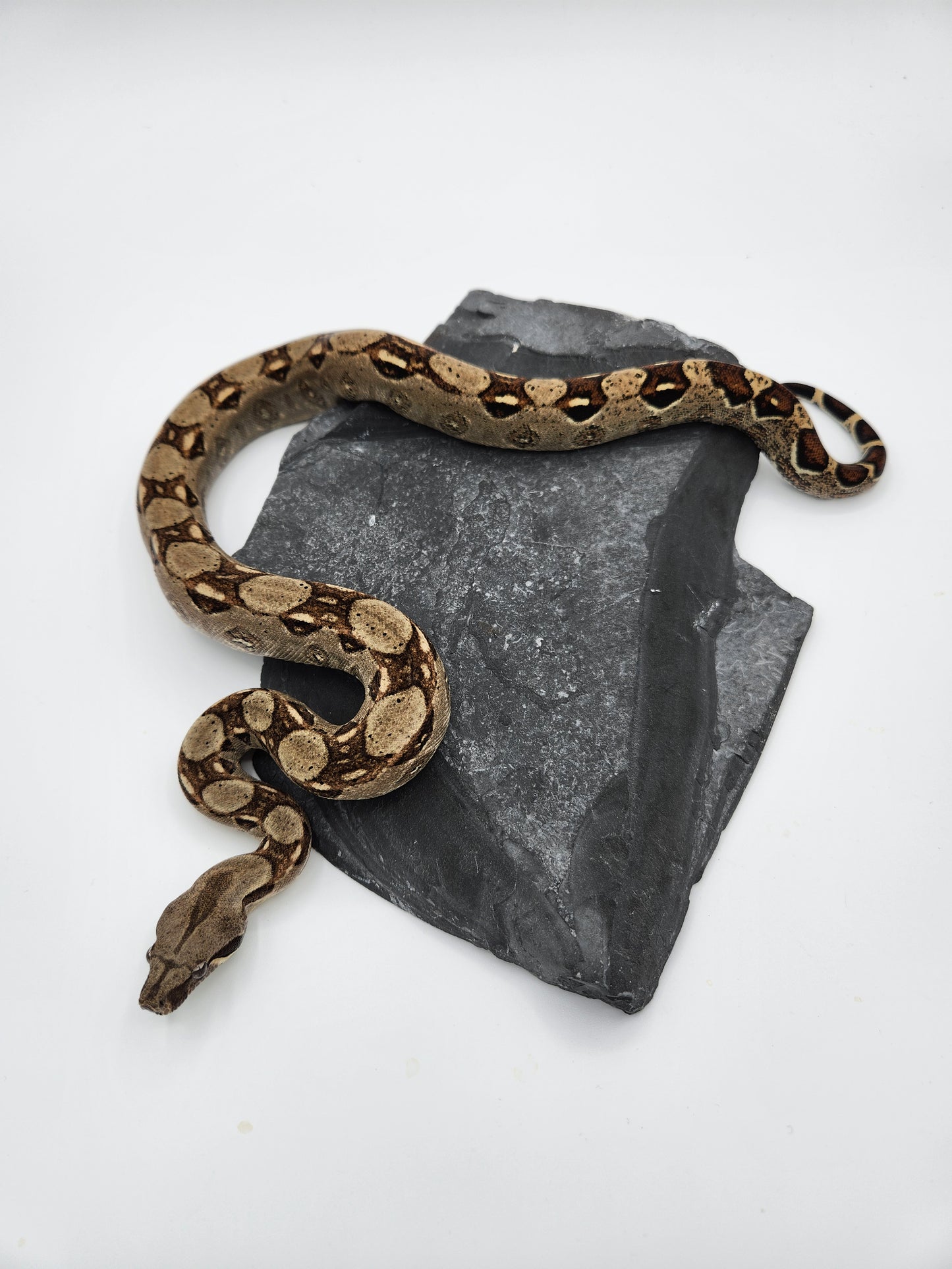 Snake - Red Tail Boa #2 - Male