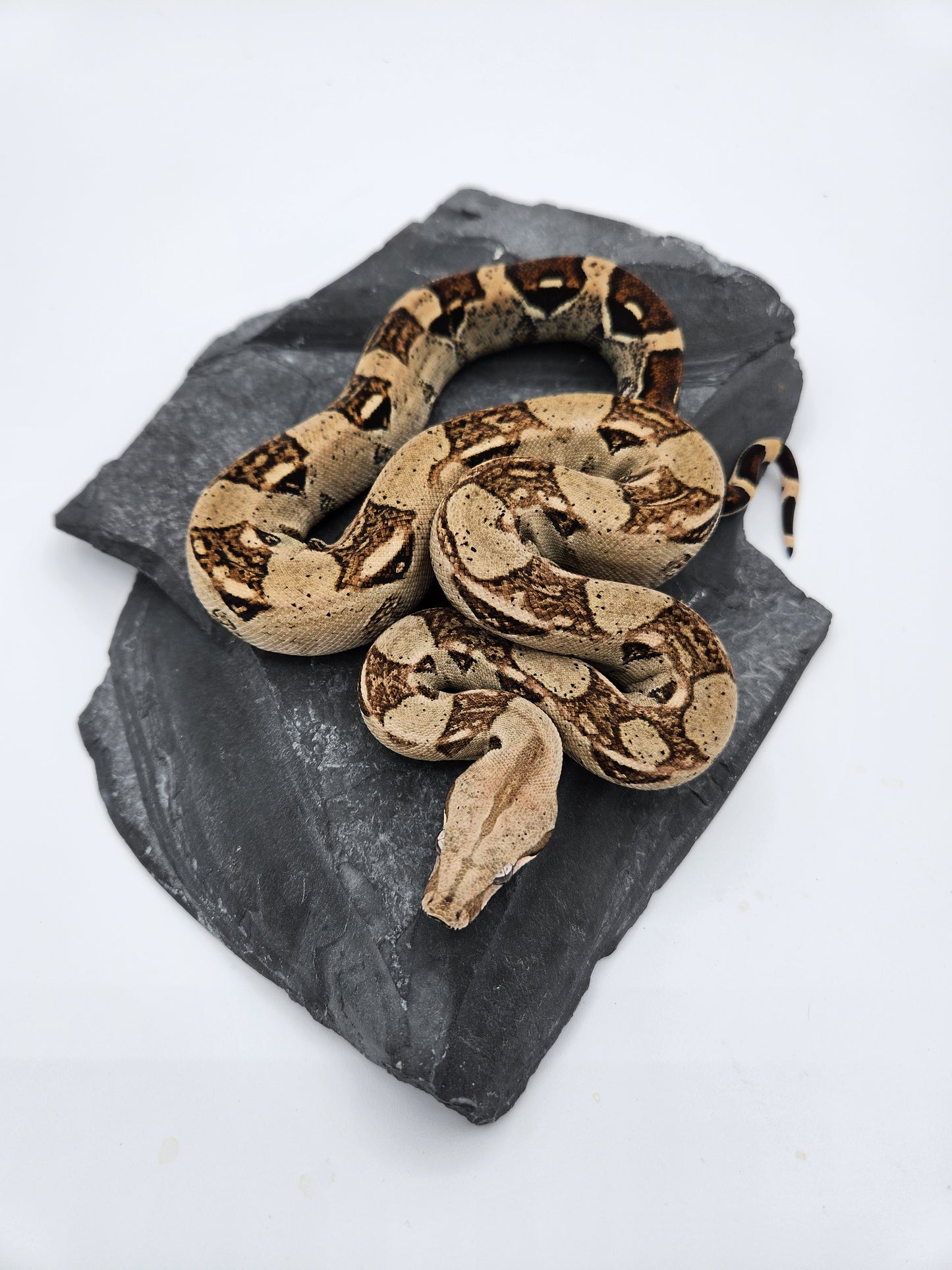 Snake - Red Tail Boa #0 - Female