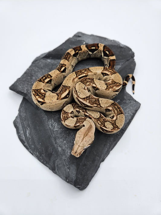 Snake - Red Tail Boa #0 - Female
