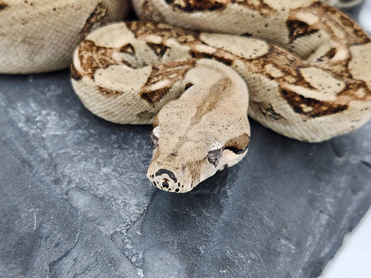 Snake - Red Tail Boa #0 - Female