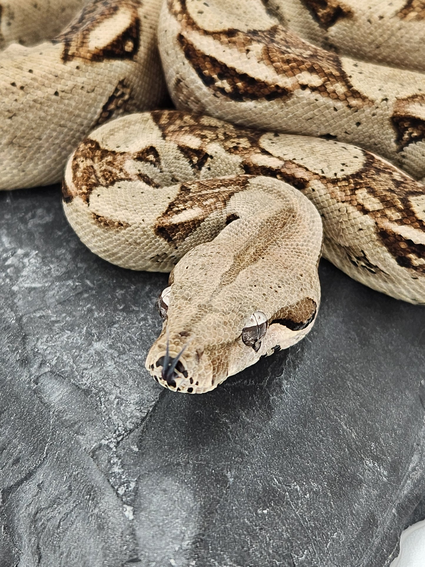 Snake - Red Tail Boa #0 - Female