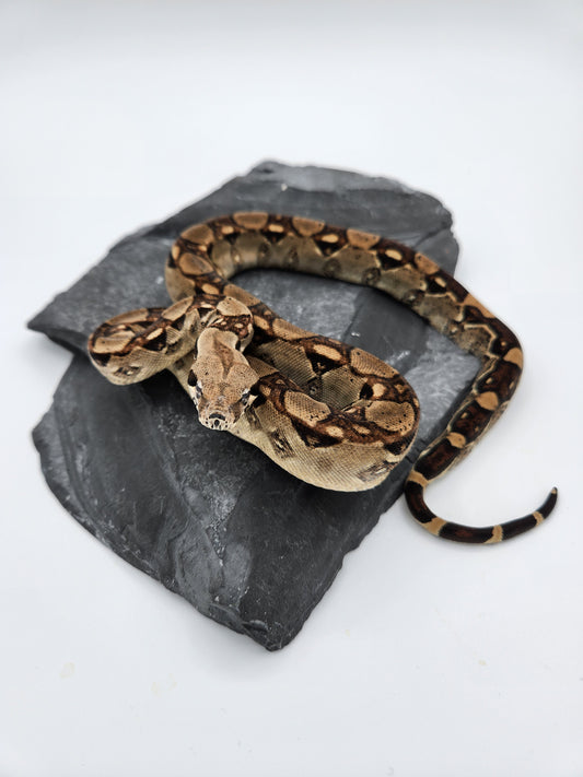 Snake - Red Tail Boa #3 - Male