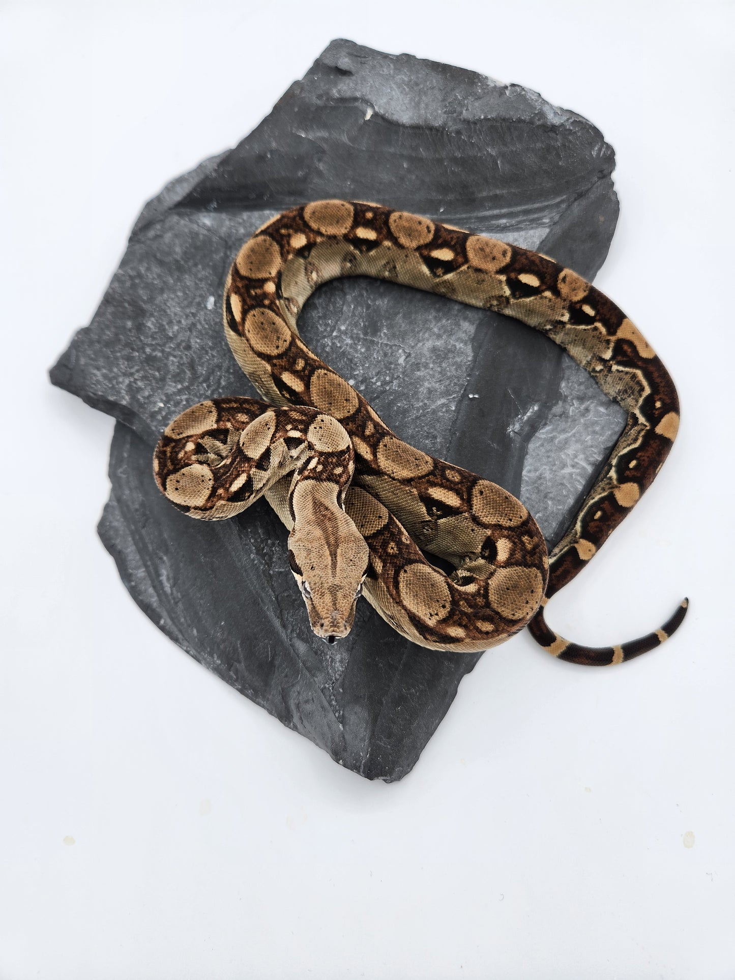 Snake - Red Tail Boa #3 - Male