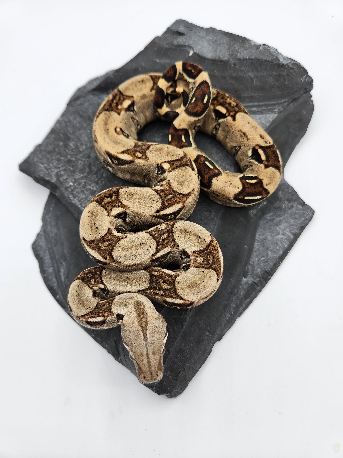 Snake - Red Tail Boa #4 - Male