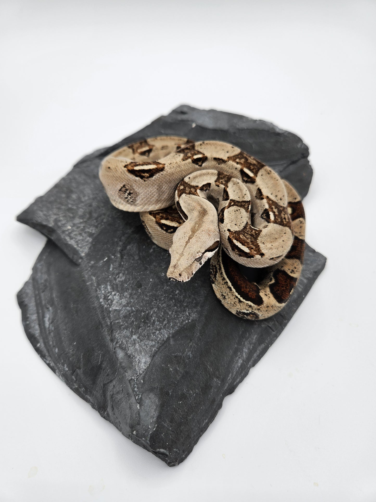 Snake - Red Tail Boa #5 - Male