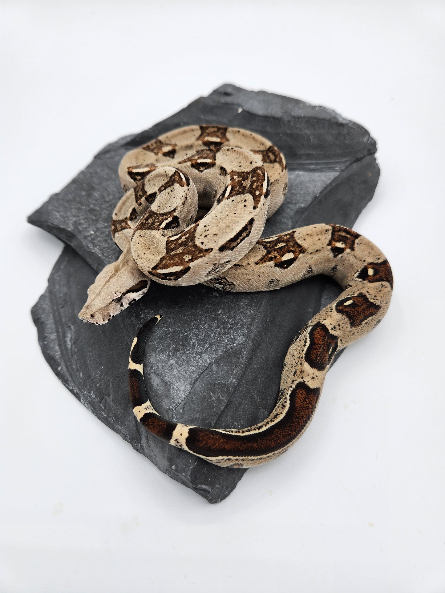 Snake - Red Tail Boa #5 - Male